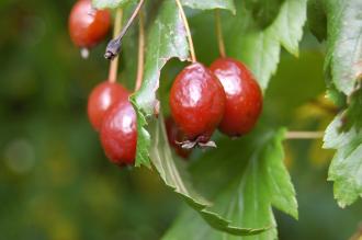 Malus florentina Fruit (21/10/2013, Kew Gardens, London)