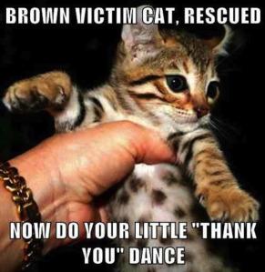 brown victim cat thank-you dance