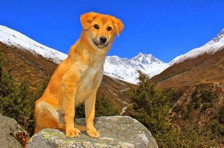 DOG Rescued from Dump Becomes 1st Canine to Climb Mt. Everest!
