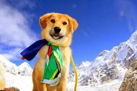 DOG Rescued from Dump Becomes 1st Canine to Climb Mt. Everest!