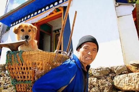 DOG Rescued from Dump Becomes 1st Canine to Climb Mt. Everest!