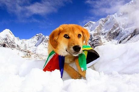 DOG Rescued from Dump Becomes 1st Canine to Climb Mt. Everest!