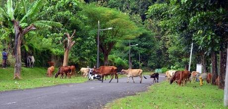 road hazard