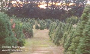 Piney Acres Christmas Tree Farm and Pumpkin Patch in Fortville, Indiana