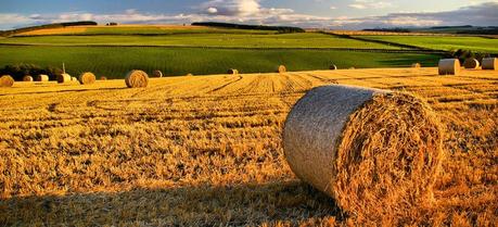 Picked field