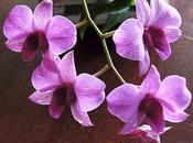 Dendrobium Orchids
