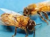 Female Bees Male
