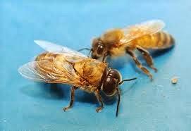 The Female Bees and The Male Bees