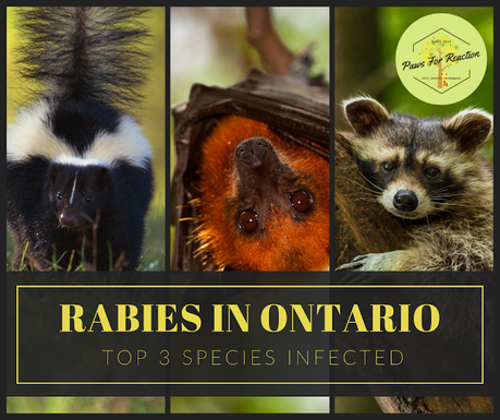 What you need to know about Rabies in Ontario