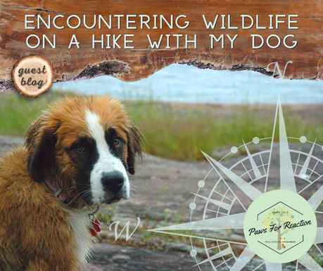 Guest blog: What do I do if my dog and I encounter wildlife on a hike?
