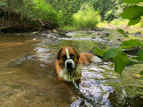 Hiking with your dog: Encountering dangerous wildlife on a hike