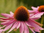 Echinacea: Benefits, Uses, Side Effects, Dosage