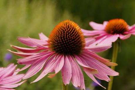 Echinacea: Benefits, uses, side effects, and dosage