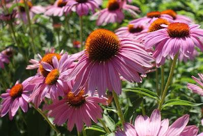 SARAH P. DUKE GARDENS, Durham, NC: The Tranquility of Nature on a Summer's Day