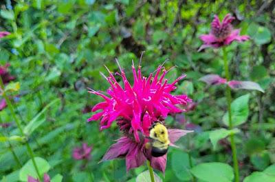 SARAH P. DUKE GARDENS, Durham, NC: The Tranquility of Nature on a Summer's Day