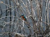 Falling Leaves Beautiful Bird