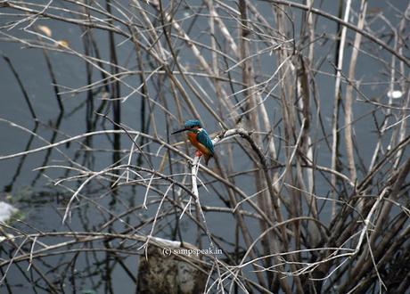 falling leaves and a beautiful bird !!