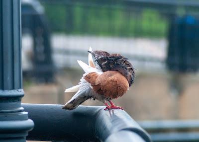 This bird ain't singing [I've got my eye on you]