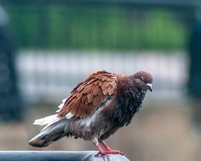 This bird ain't singing [I've got my eye on you]