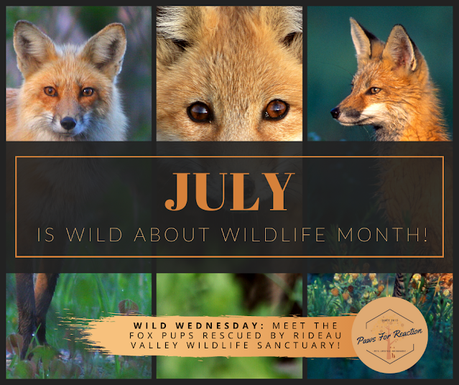 Wild About Wildlife Month: Rideau Valley Wildlife Sanctuary's adorable baby foxes