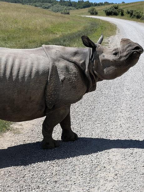 rhino at the wilds