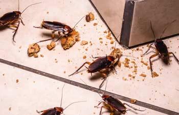 How to get rid of small roaches?