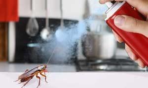 How to get rid of small roaches?