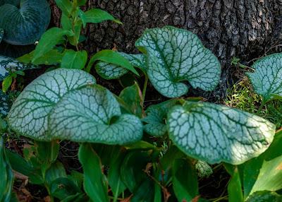 From yesterday's walk