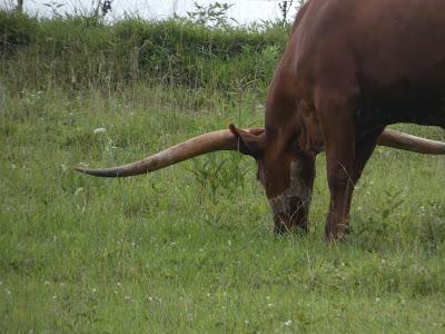 Now Those Are Some Horny Cattle