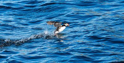 FERRY TRIP ALONG THE COAST OF NORWAY: Let’s Deliver the Mail! Guest post by Owen Floody