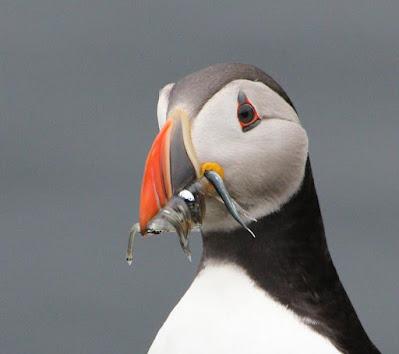 Cliff Hanger, Puffins & More