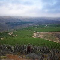 Grape Spotlight: Limari Valley Sauvignon Blanc via Viña Tabalí
