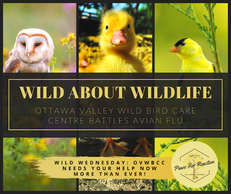 Wild About Wildlife Month: Ottawa Valley Wild Bird Care Centre needs a helping wing