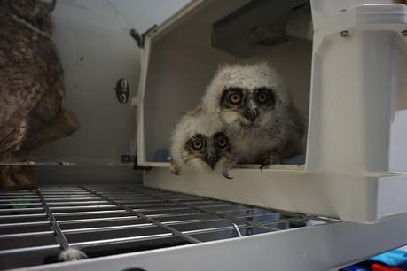 Wild About Wildlife Month: Ottawa Valley Wild Bird Care Centre needs a helping wing with HPAI
