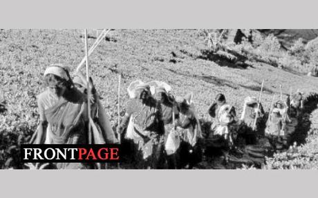 Regional Plantations launch major campaign  to combat impending food crisis