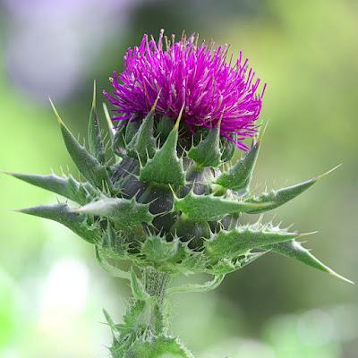 What health properties does milk thistle have?
