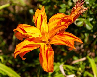 Flower time