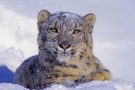 Gulmarg Biosphere Reserve Wildlife