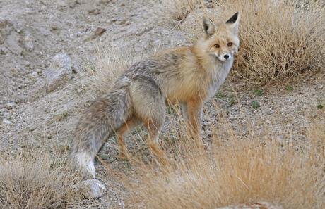 Red Fox gulmarg biosphere reserve