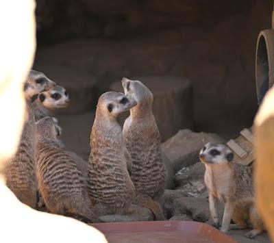 SUMMER AFTERNOON AT THE LOS ANGELES ZOO: Giraffes, Gorillas and Much More