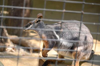 SUMMER AFTERNOON AT THE LOS ANGELES ZOO: Giraffes, Gorillas and Much More