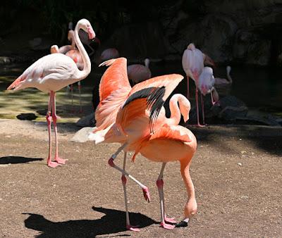 SUMMER AFTERNOON AT THE LOS ANGELES ZOO: Giraffes, Gorillas and Much More