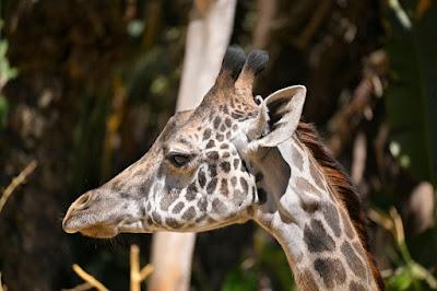 SUMMER AFTERNOON AT THE LOS ANGELES ZOO: Giraffes, Gorillas and Much More
