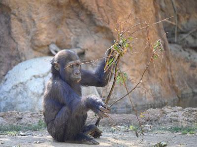 SUMMER AFTERNOON AT THE LOS ANGELES ZOO: Giraffes, Gorillas and Much More