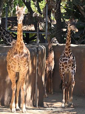 SUMMER AFTERNOON AT THE LOS ANGELES ZOO: Giraffes, Gorillas and Much More