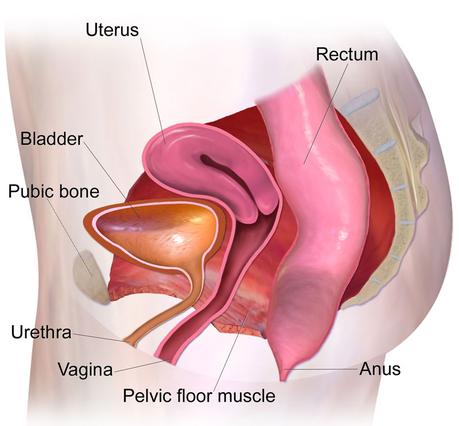 Pelvic Floor Dysfunction