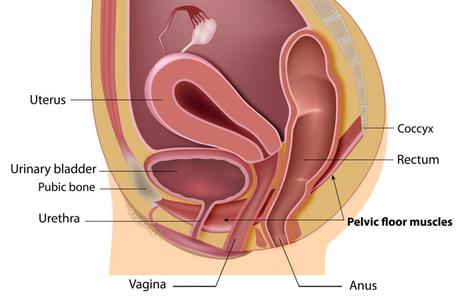 Pelvic Floor Dysfunction