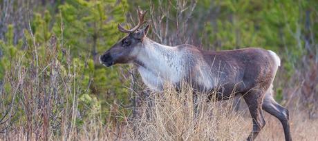Ontario Nature Paws For Reaction Boreal caribou, species at risk in Ontario