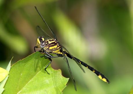 Rapids clubtail dragonfly, Endangered