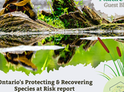 Ontario Nature Guest Blog: Disturbing Findings from Ontario’s Protecting Recovering Species Risk Report